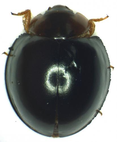 Exochomus concavus troberti