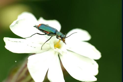 Malachius bipustulatus