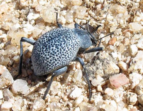 Adesmia sp.