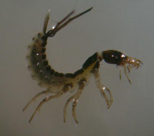 Nebriinae