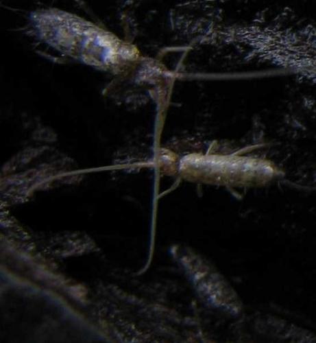 Réf. 41 939 : Pogonognathellus longicornis