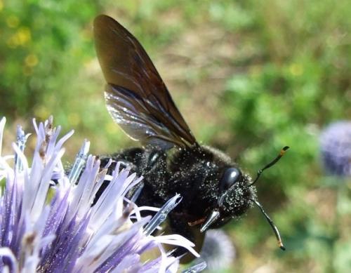 Xylocopa violacea
