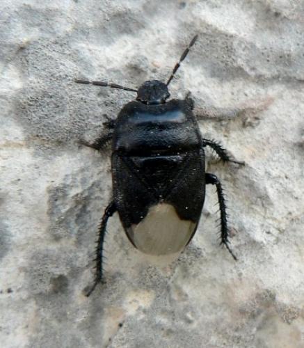 Réf. 41 035 : Cydnus aterrimus