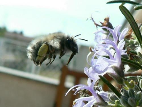 Anthophora plumipes