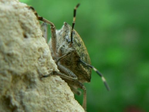 Rhaphigaster nebulosa