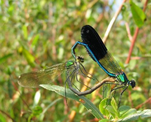 Calopteryx xanthostoma