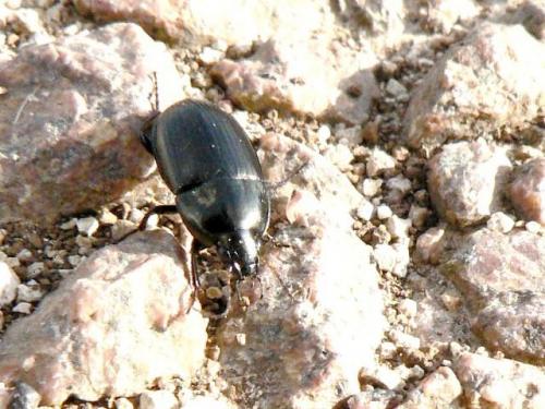 Amara sp.