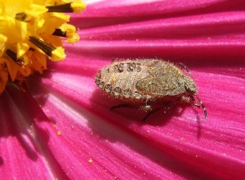 Réf. 41 714 : Dolycoris baccarum