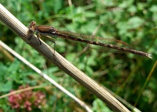 Réf. 41 361 : Sympecma fusca