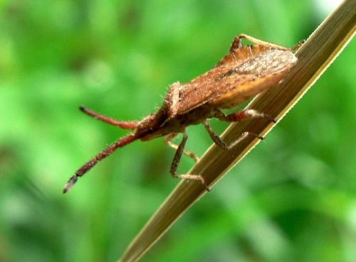 Coriomeris sp.