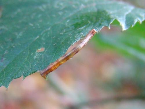 Campaea margaritaria