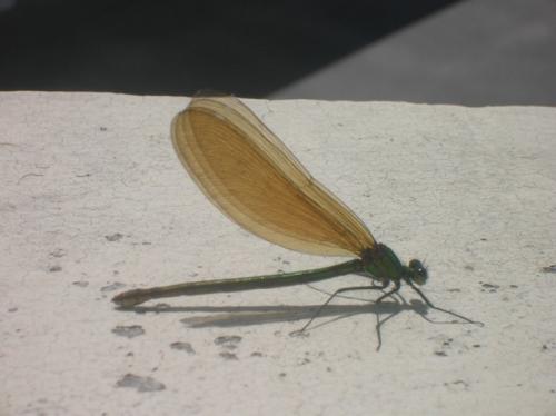 Calopteryx virgo