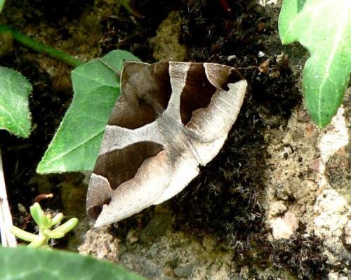 Dysgonia algira
