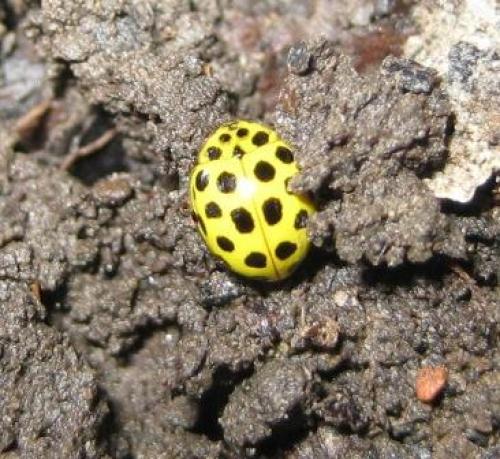 Réf. 41 974 : Psyllobora vigintiduopunctata