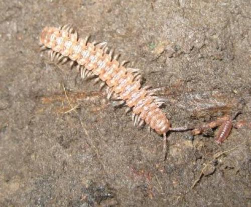 Polydesmus sp.