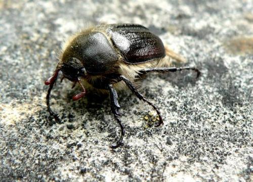 Amphimallon atrum