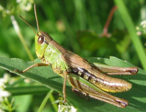 Réf. 41 392 : Pseudochorthippus parallelus