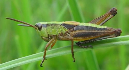 Réf. 41 393 : Pseudochorthippus sp.