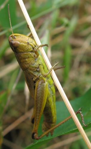 Réf. 41 394 : Pseudochorthippus sp.