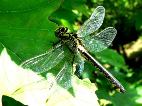 Gomphus vulgatissimus