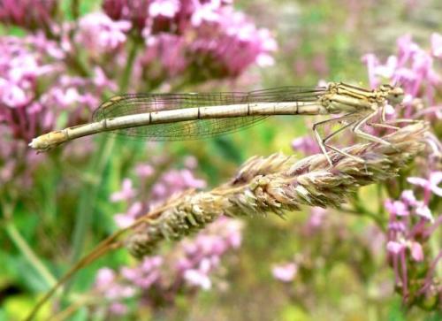 Platycnemis pennipes