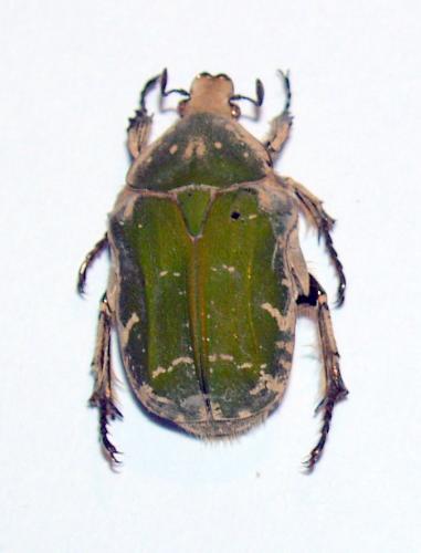 Protaetia potanini