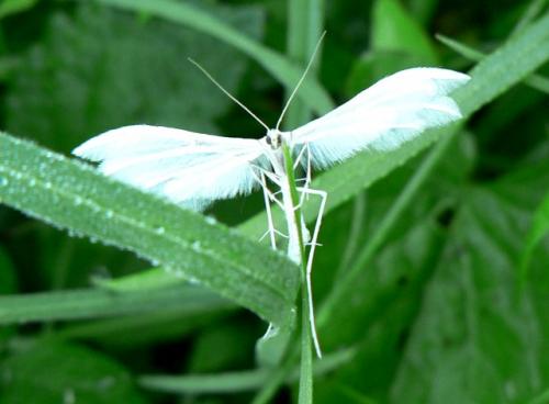 Pterophorus pentadactyla