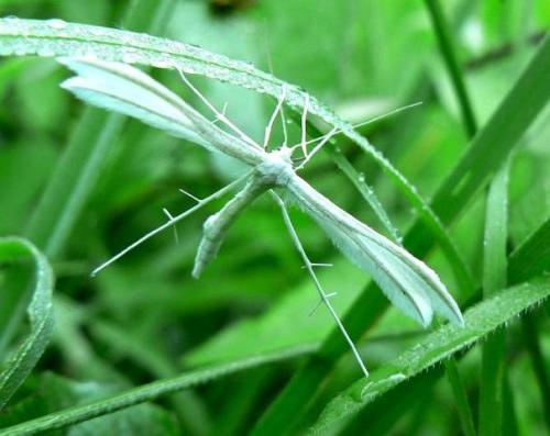 Réf. 41 612 : Pterophorus pentadactyla
