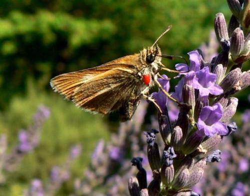 Thymelicus sp.