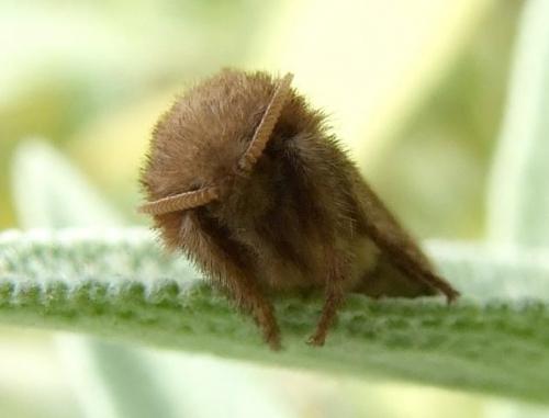 Triodia sylvina