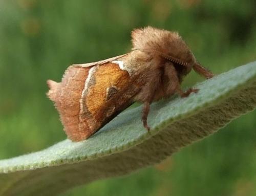 Triodia sylvina