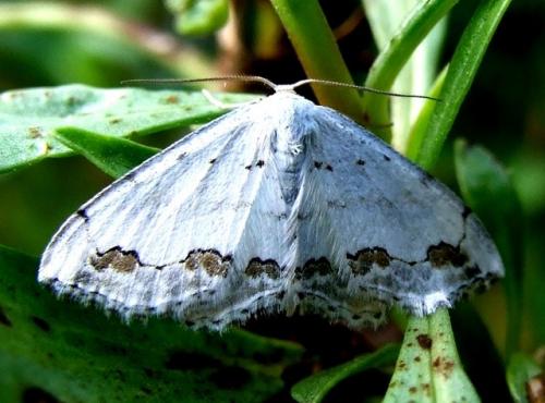 Réf. 41 056 : Scopula ornata