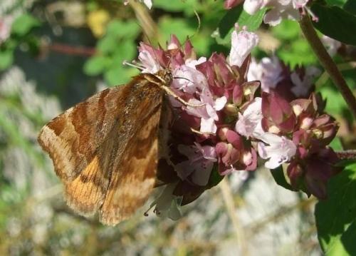 Euclidia glyphica