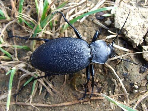 Carabus coriaceus