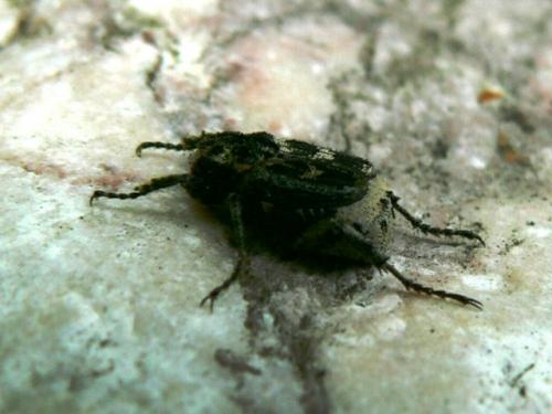 Réf. 41 107 : Valgus hemipterus