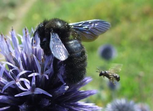 Xylocopa violacea