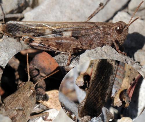 Aiolopus strepens