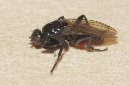 Réf. 41 932 : Crumomyia nitida
