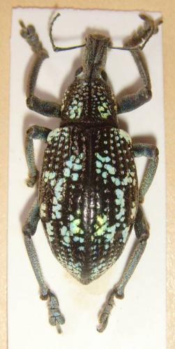 Rhinoscapha sp.