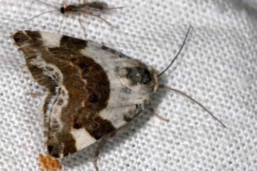 Acontia lucida