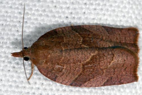 Pandemis heparana