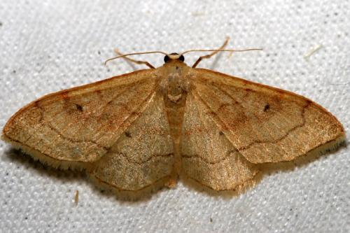 Idaea rubraria