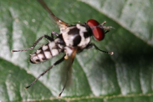 Anthomyia sp.