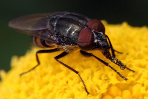Stomorhina lunata