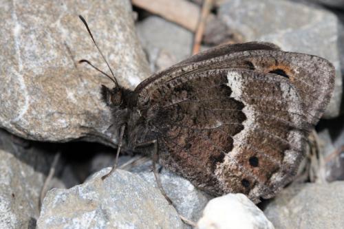 Réf. 41 442 : Satyrus actaea