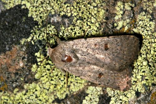 Caradrina aspersa