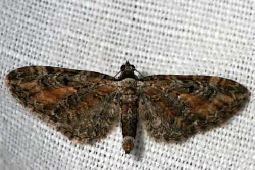Réf. 41 526 : Eupithecia icterata
