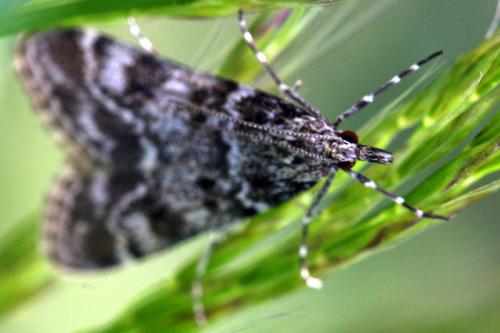 Eudonia sudetica