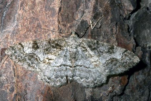 Réf. 41 398 : Alcis repandata