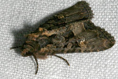 Réf. 41 783 : Mesapamea sp.